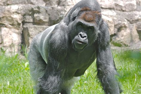 western lowland gorilla male silverback  flickr photo sharing