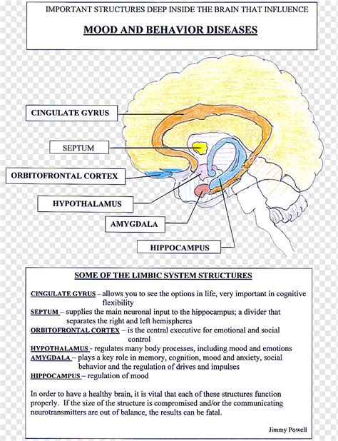 limbisches system des menschlichen gehirns anteriore kingexanatomie