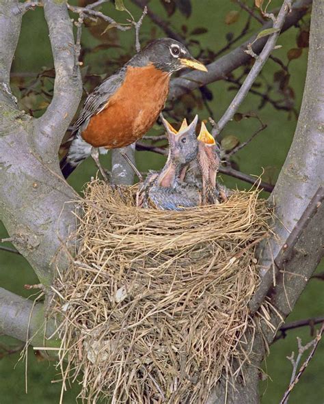 american robin audubon field guide