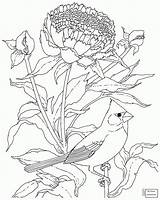 Coloring Cardinal Flower Bird Pages Indiana Peony Drawing Rose Printable State Birds Aves Desenhos Cherokee Supercoloring Para Color Gif Adult sketch template
