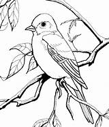Bird Book Coloring Burgess Pages sketch template