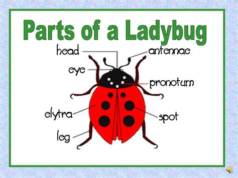 parts   insect powerpoint    id