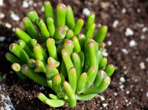 image result  creeping succulents small leaf planting succulents