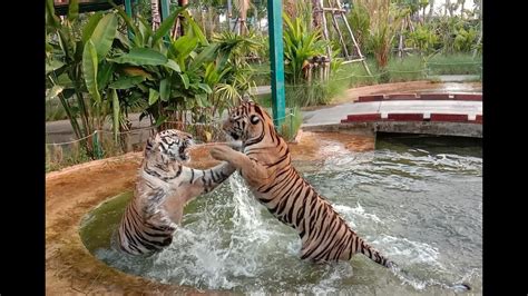 tiger fighting amazing hd youtube