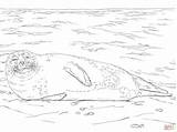 Seal Coloring Harbor Beach Pages Lying Printable Drawing Step Skip Main Getdrawings sketch template