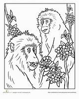 Coloring Japanese Snow Macaque Monkey Animals Education Pages Color sketch template