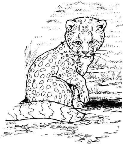 baby cheetah coloring page  printable coloring pages