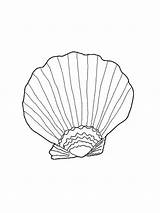 Clam Mollusks Shellfish Bodied Aquatic sketch template