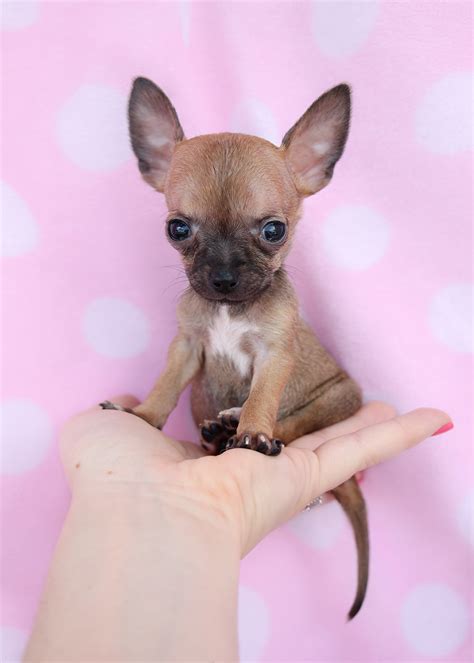 teacup chihuahua puppies   south florida teacups puppies boutique