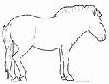 Przewalski Horse Coloring Pages Equine Pony sketch template