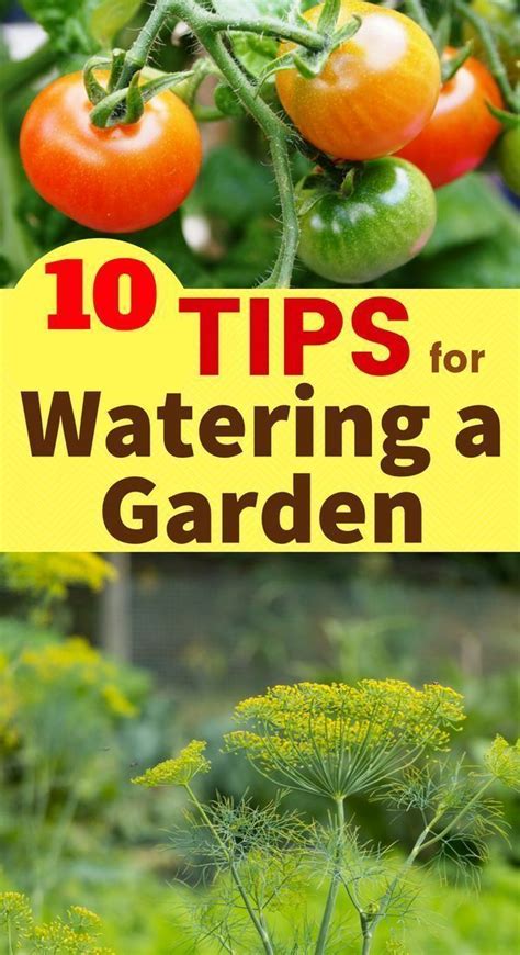 water  garden  high yields gardening  beginners