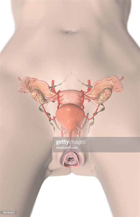 this image depicts a close up of the female reproductive