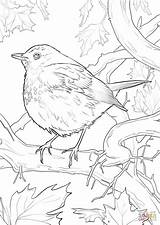 Thrush Coloring Bird Sheet Hermit Template Pages sketch template