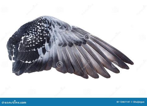 wings stock image image