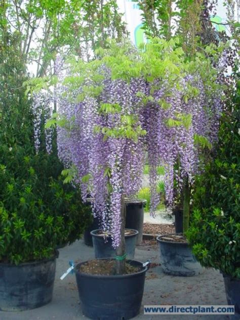 tuingerei wisteria sinensis prolific blauwe regen als