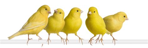 smart canary care    canary bird sing