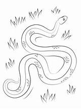 Pages Coloring Viper Adder Snake Drawing Template sketch template