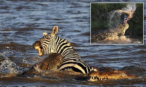 nile crocodiles attack and eat a migrating zebra as it