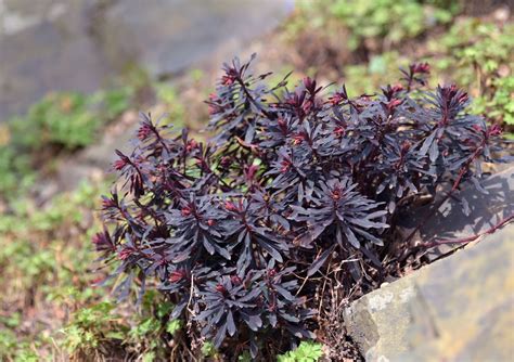 purple wood spurge plant care growing guide