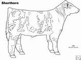 Livestock Angus Sheets sketch template