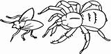 Spinne Insectos Ausmalbild Ausmalbilder Dibujar Spiders Fliege Jagt Spinnen Anansi Colorir Aranhas Coloringhome Ragno Kategorien sketch template
