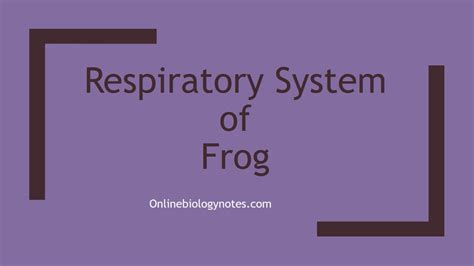 Respiratory System Of Frog Online Biology Notes