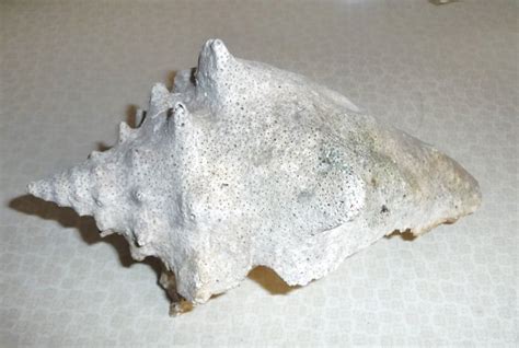fossiel schelp cassis cornuta grootte      cm catawiki