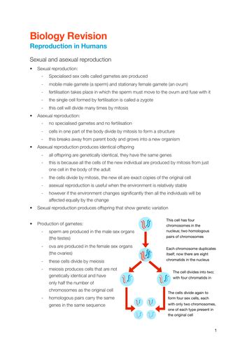 edexcel igcse biology reproduction in humans notes teaching resources
