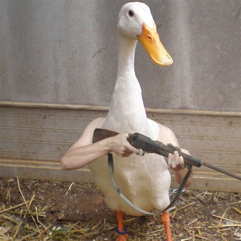 armed duck source    request  uerisdar rmemerestoration