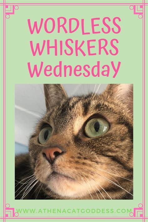 Athena Cat Goddess Wise Kitty Wordless Whiskers Wednesday On Instagram
