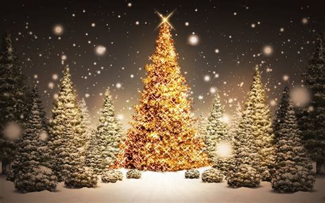 christmas tree snow wallpaper  images
