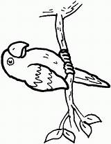 Coloring Pages Parrot Conure sketch template