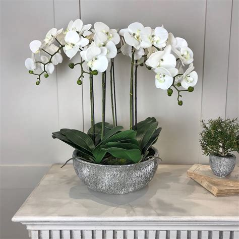 White Orchid Phalaenopsis Plants In Stone Look Bowl Cowshed Interiors