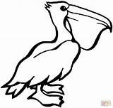 Pelican Coloring Pages Animal Zoo Printable Pelicans Supercoloring Color Cliparts Drawing Clip Bird Animals Silhouettes Library Birds Clipart Projects sketch template