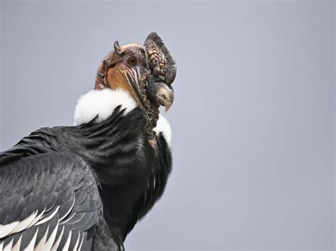 condor de los andes nacio  polluelo en colombia