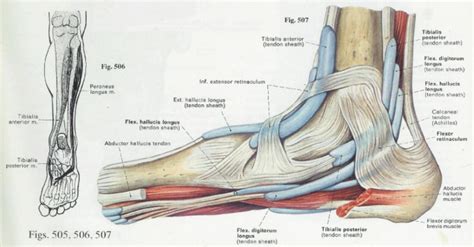 Foot Anatomy And Function पाद Pāda Elliots World