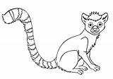 Lemur Coloring Pages Animal sketch template