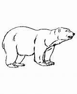 Polar Bear Coloring Pages Color Printable Kids Animal Bears Drawing Outline Print Sheets Animals Bestcoloringpagesforkids Book Activity Getdrawings Penguin Choose sketch template
