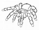 Coloring4free Spider sketch template