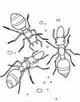 Hormiga Hormigas Animales Buscando Otros sketch template