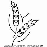 Wheat Coloring Getcolorings Printable Color Getdrawings sketch template