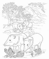 Coloring Pages Animals Desert Animal Search Find Adult Farm Choose Board sketch template