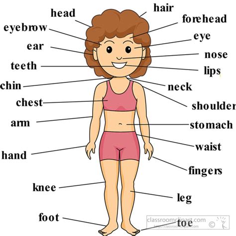 body parts diagram  parts   body labeled diagram teacher