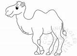 Camel Coloring Pages Hump Animal Two sketch template