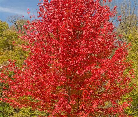 trees  brilliant red autumn leaves