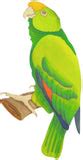 parrot diy pop art paint kit earnhardt collection
