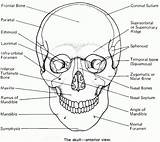 Skull Labeling Physiology Body sketch template