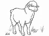 Haustiere Sheep Coloring Malvorlagen Ausmalen Kostenlos Coloringtop sketch template