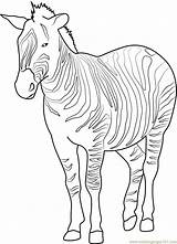 Zebra Coloring Plains Pages Coloringpages101 Online Mammals sketch template