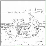Dolphin Biology sketch template